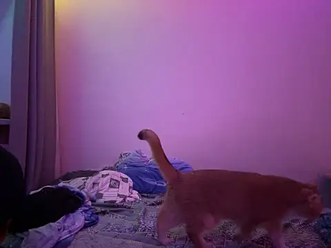 Snapshot of NimFF123 chatting on 29, 1, 2025 NimFF123 online show from 29, 1, 2025