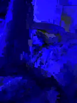 Naylee   online show from 4, 7, 2026
