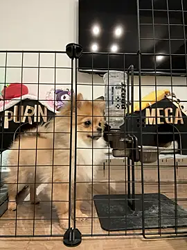 kensnb online show from 9, 3, 2026