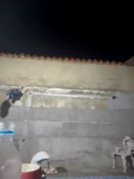 Leo bunny hot online show from 22, 2, 2026