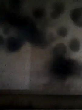 Leocesar37 online show from 24, 4, 2026