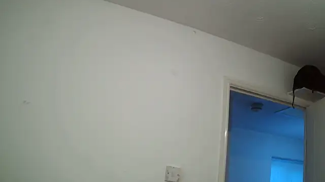 Snapshot of rampartzz chatting on 6, 3, 2025 rampartzz online show from 6, 3, 2025