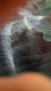 WelshXXX online show from 20, 1, 2025