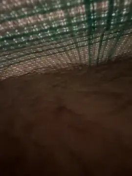 studdboyy online show from 17, 12, 2025