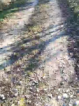 sansan2411 online show from 12, 1, 2025