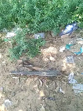 Snapshot of teluguu-rajj chatting on 21, 10, 2025 teluguu-rajj online show from 21, 10, 2025