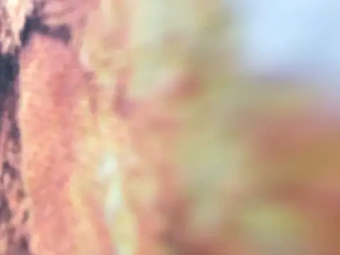 riri riri jp online show from 16, 12, 2025