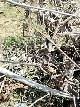 Snapshot of cute1gfbf chatting on 5, 3, 2025 cute1gfbf online show from 5, 3, 2025