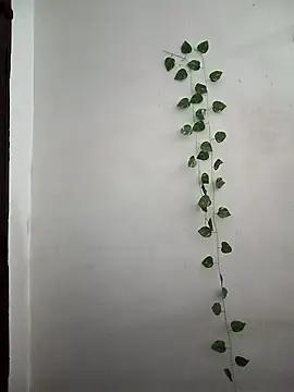 Neha-Bhabhi-Rasily online show from 24, 3, 2026