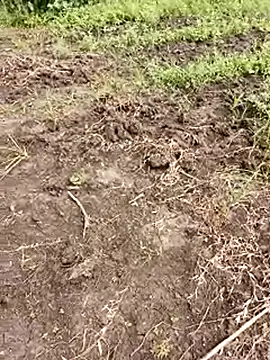 himvilohi08 online show from 1, 10, 2025