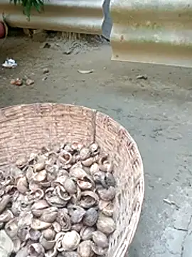 Sexy-nandani-baby online show from 22, 11, 2025