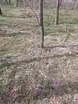 sile47 online show from 11, 3, 2025