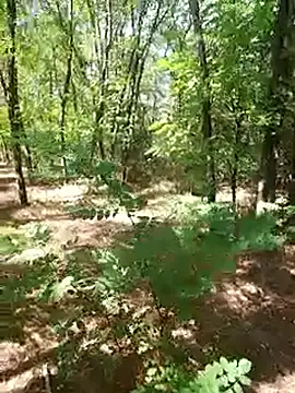 sile47 online show from 21, 9, 2025