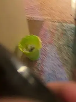 Snapshot of So8nan chatting on 10, 11, 2025 So8nan online show from 10, 11, 2025