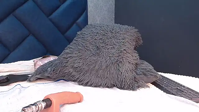 shanthal bllizz online show from 23, 4, 2026