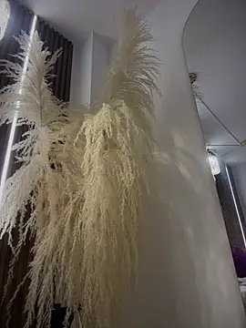 Anita-vega online show from 19, 12, 2025