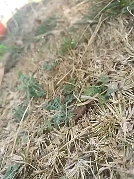 Snapshot of mkallu1995 chatting on 5, 3, 2026 mkallu1995 online show from 5, 3, 2026