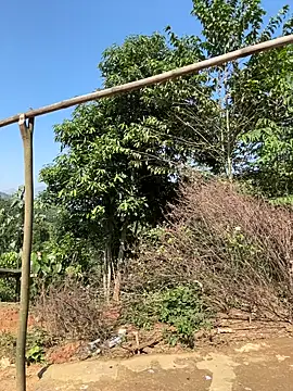 ThiHa003 online show from 27, 11, 2025