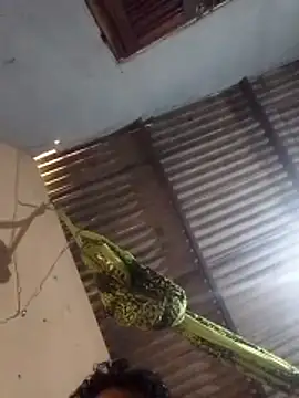 mayevviaqui online show from 11, 3, 2026