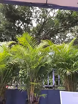 Snapshot of AmberAngelXXX chatting on 24, 11, 2025 AmberAngelXXX online show from 24, 11, 2025