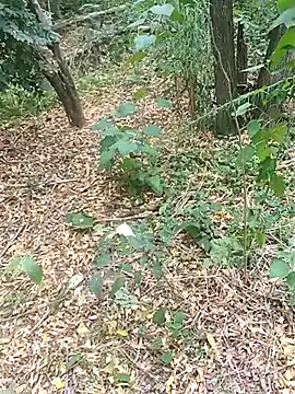 Snapshot of pegaso369 chatting on 17, 10, 2025 pegaso369 online show from 17, 10, 2025