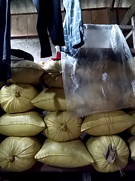 Mini3333 online show from 26, 4, 2026