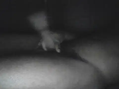 Snapshot of Bigcockjamaican876 chatting on 15, 10, 2025 Bigcockjamaican876 online show from 15, 10, 2025