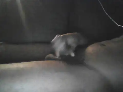 Snapshot of Bigcockjamaican876 chatting on 19, 10, 2025 Bigcockjamaican876 online show from 19, 10, 2025