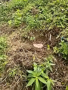 venu00 online show from 21, 4, 2026