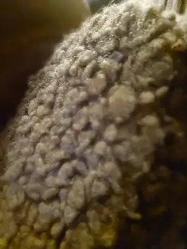 GoddessChantelle online show from 21, 4, 2026