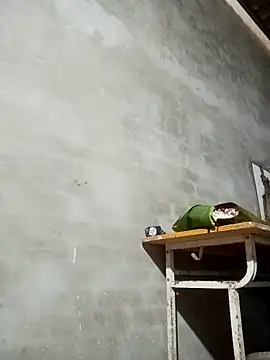 Milan6789 online show from 13, 3, 2026