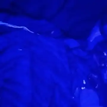 johnboones10 online show from 4, 3, 2026