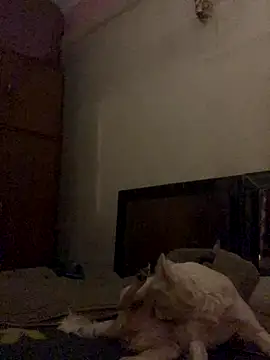 Kajal-Shemale69 online show from 16, 12, 2025