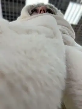 RonnieKiss online show from 11, 4, 2026