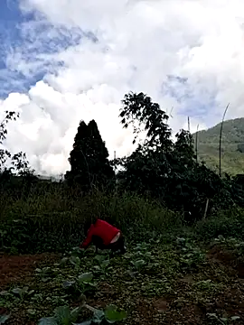 diamond-- online show from 15, 11, 2025