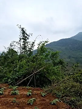 diamond-- online show from 22, 4, 2026