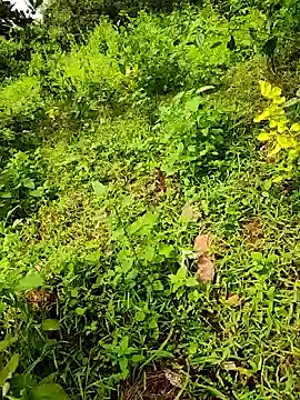 telugumodda4396 online show from 23, 9, 2025