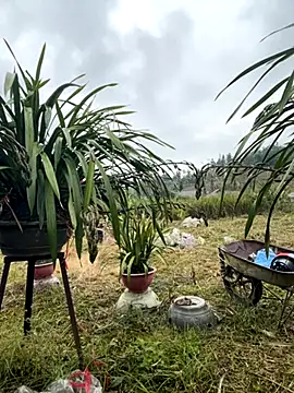 Snapshot of miemie-xx chatting on 17, 11, 2025 miemie-xx online show from 17, 11, 2025