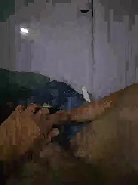 Snapshot of shainnfk chatting on 1, 3, 2026 shainnfk online show from 1, 3, 2026