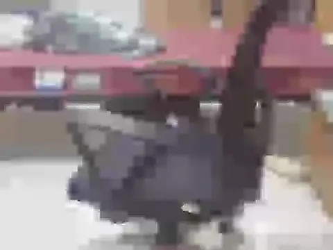 nick2445 online show from 25, 4, 2026