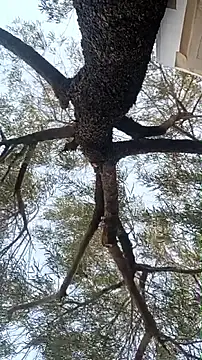 alphacloudGod online show from 21, 4, 2026