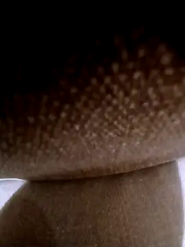 Snapshot of pino870 chatting on 3, 3, 2026 pino870 online show from 3, 3, 2026