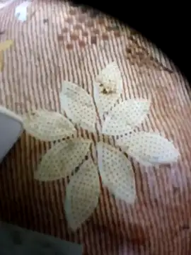 pino870 online show from 16, 4, 2026