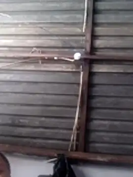 Teddypuer online show from 14, 11, 2025