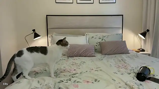 Itslillybloom online show from 14, 11, 2025