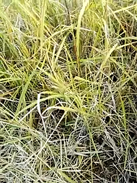 beba1100 online show from 25, 11, 2025