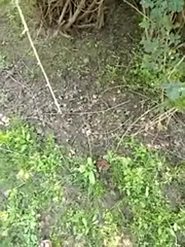 88zaifkhan88 online show from 2, 3, 2026