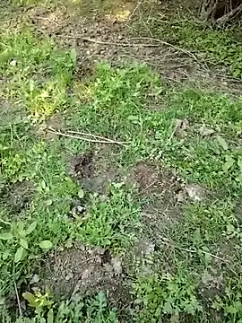 88zaifkhan88 online show from 2, 3, 2026