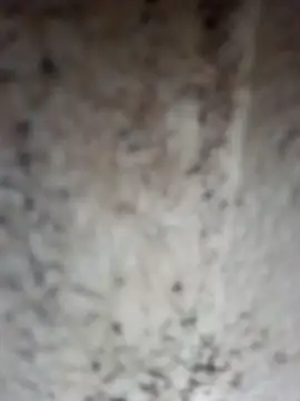 Shreya pandit online show from 25, 4, 2026