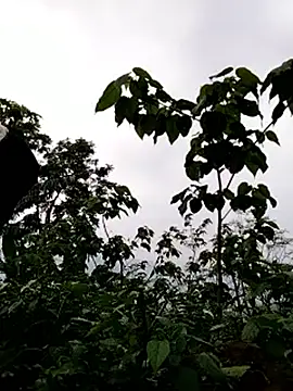 galaxy898 online show from 15, 3, 2026